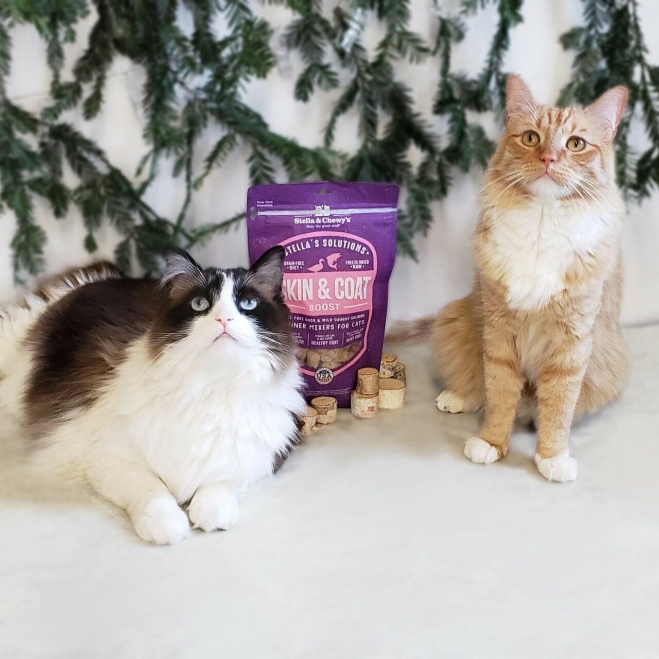 two cats posing with Stella's Solutions Skin and Coat Boost