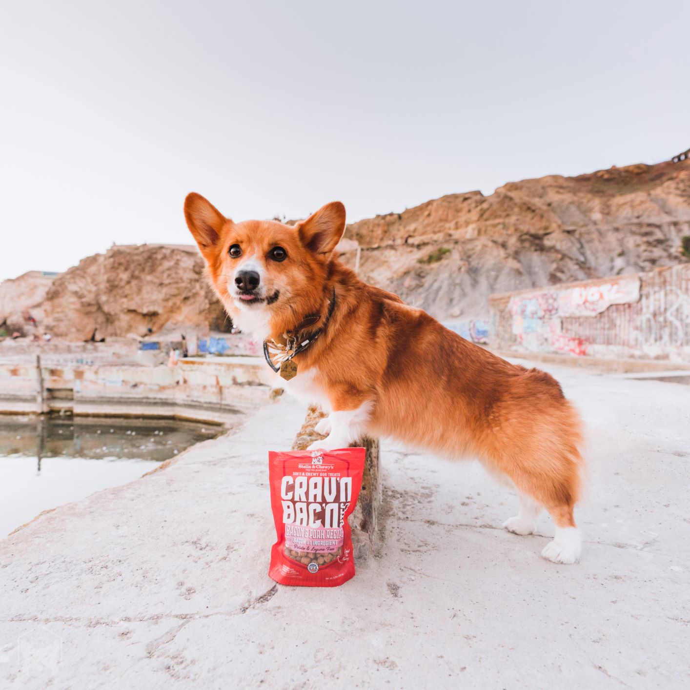 corgi posing with a bag of Crav'n Bac'n treats