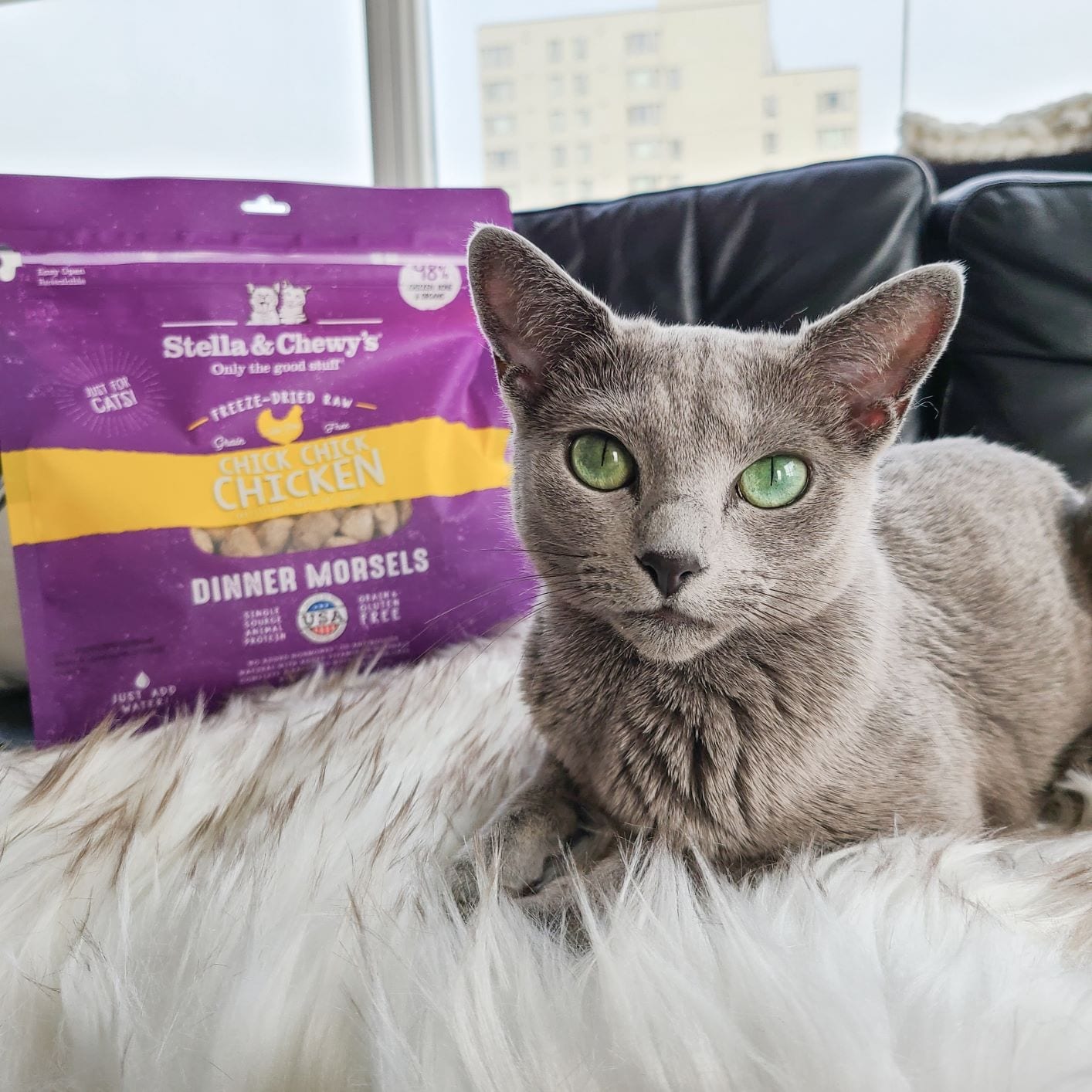 gray cat with Chick Chick Chicken Freeze-dried Raw Dinner Morsels