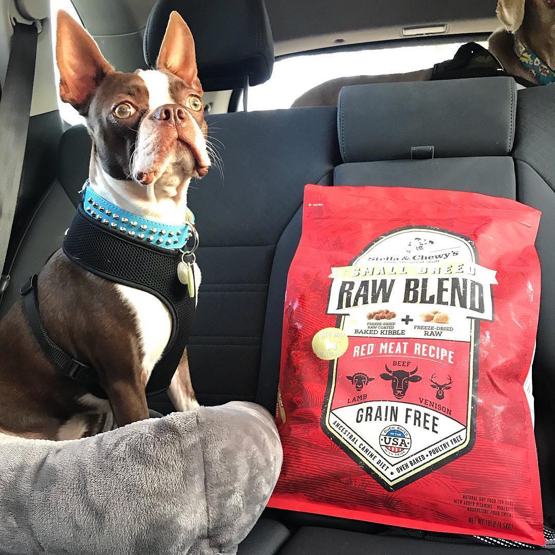 boston terrier with bag of Small Breed Red Meat Raw Blend Kibble