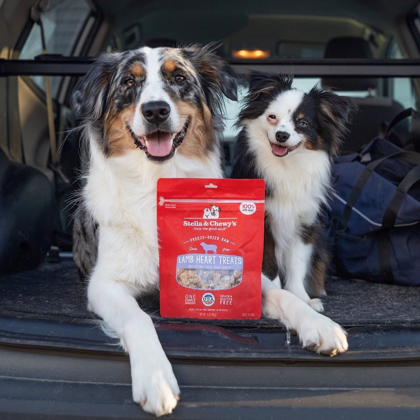 two dogs posing in the back of a car with Lamb Heart Treats