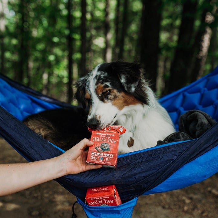 dog in a hammock smelling Stella's Stew Red Meat Medley