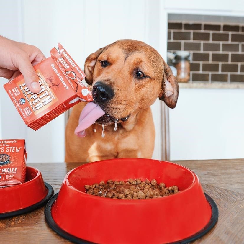 dog trying some Beef Broth Topper