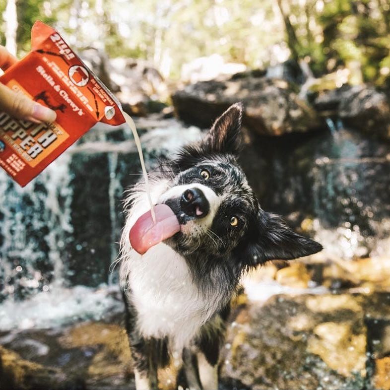 dog drinking Chicken Broth Topper