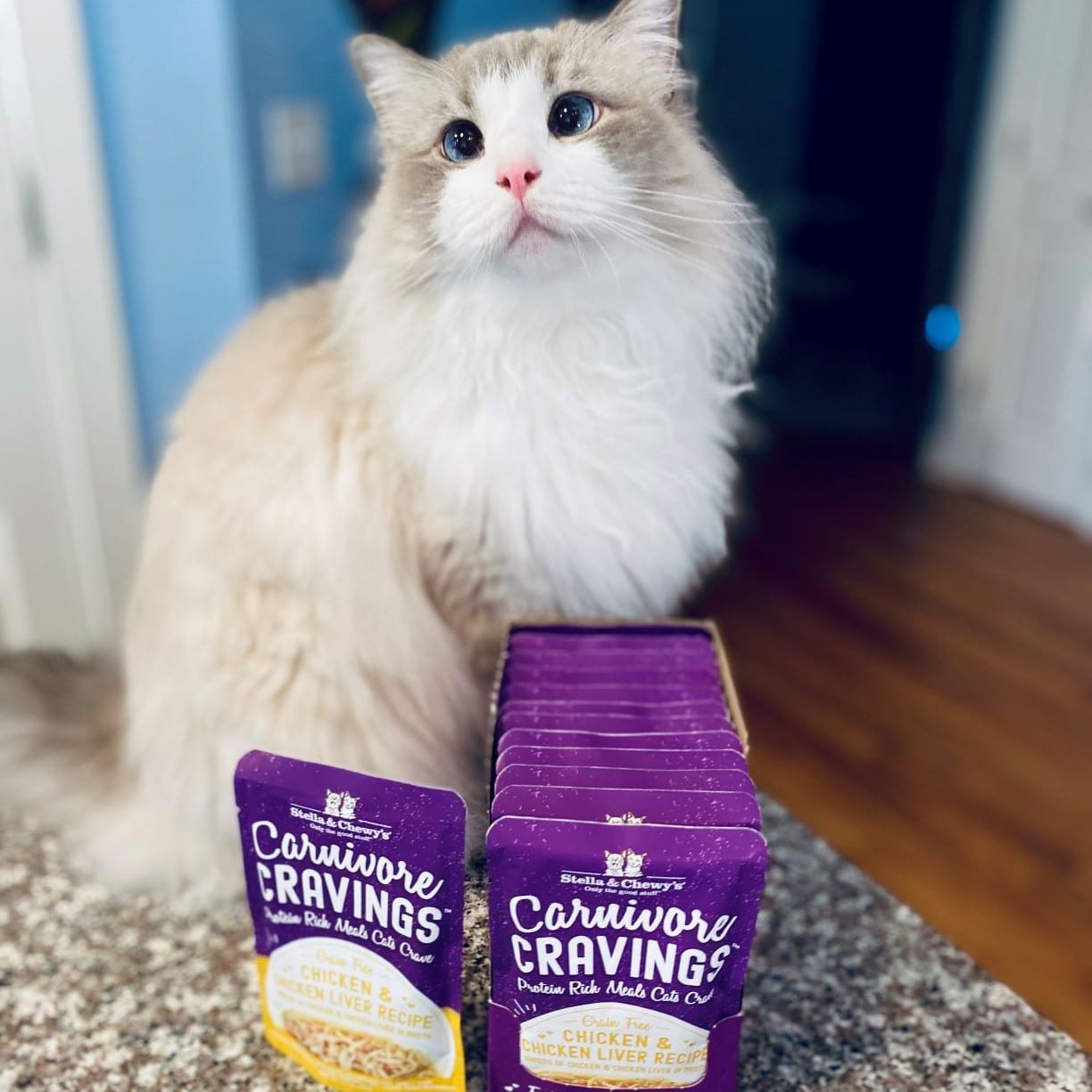 long haired cat posing with pouches of Carnivore Cravings Chicken and Chicken Liver Recipe