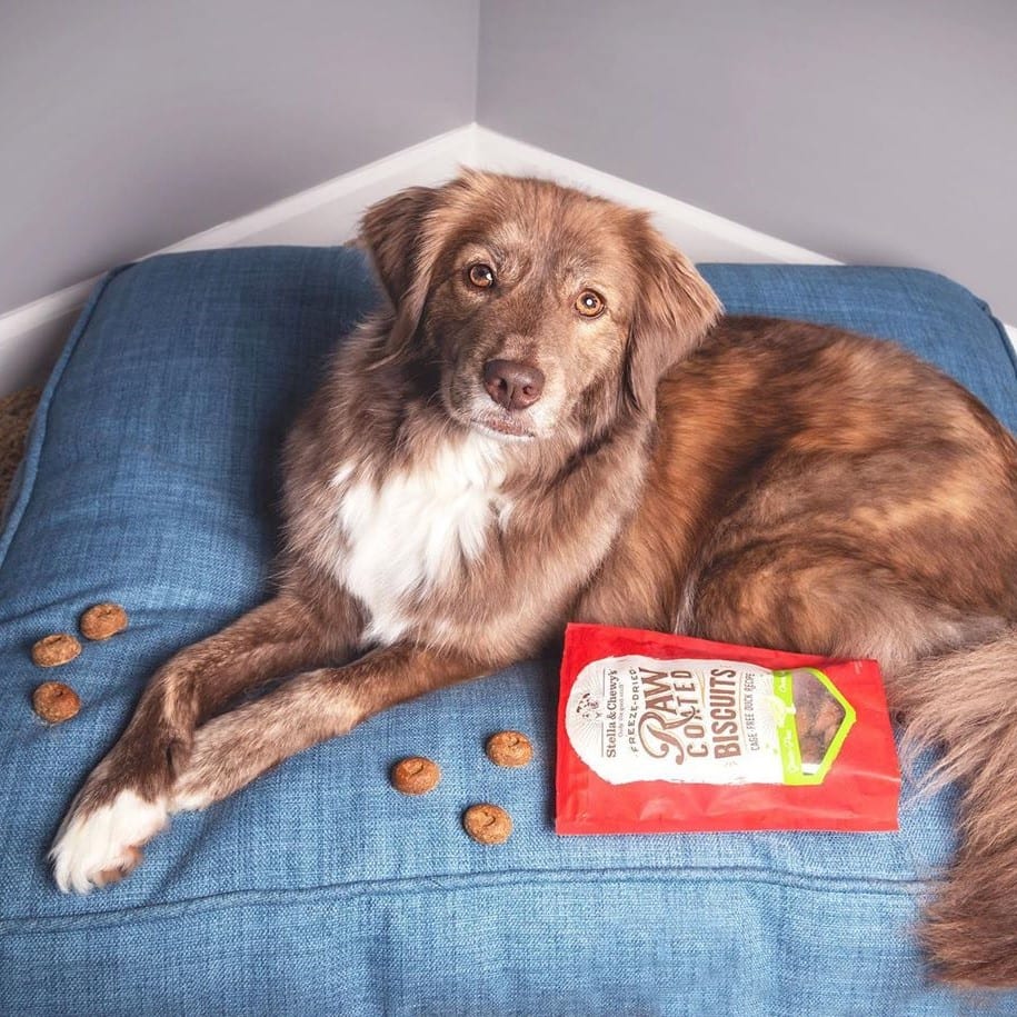 dog posing with Raw Coated Biscuits Duck Recipe