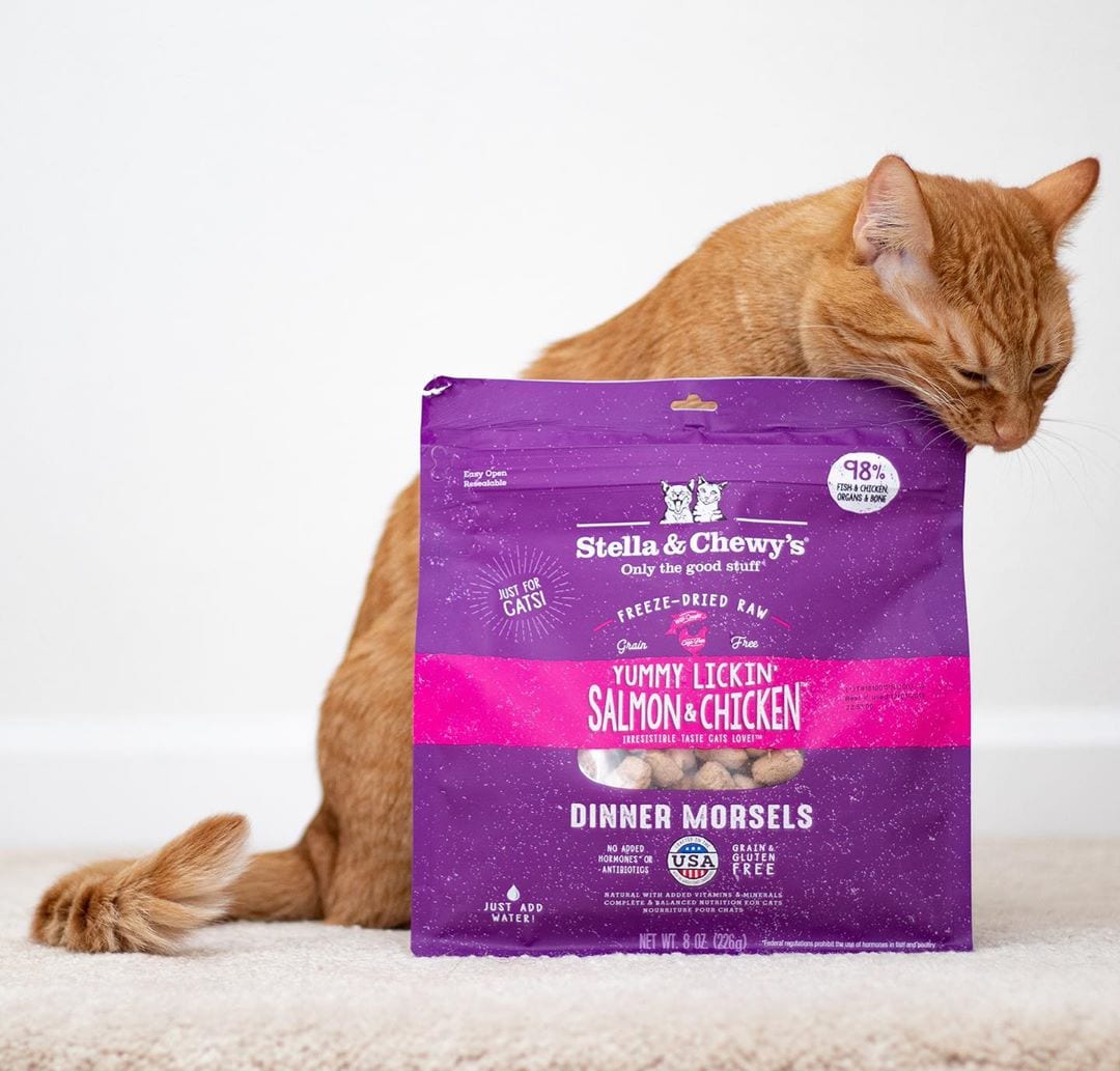 Orange tabby with Yummy Lickin' Salmon and Chicken Freeze-dried Raw Dinner Morsels