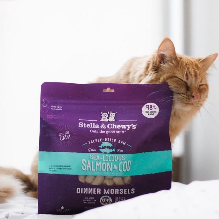 long haired orange cat with Sea-Licious Salmon and Cod Freeze-dried Raw Dinner Morsels