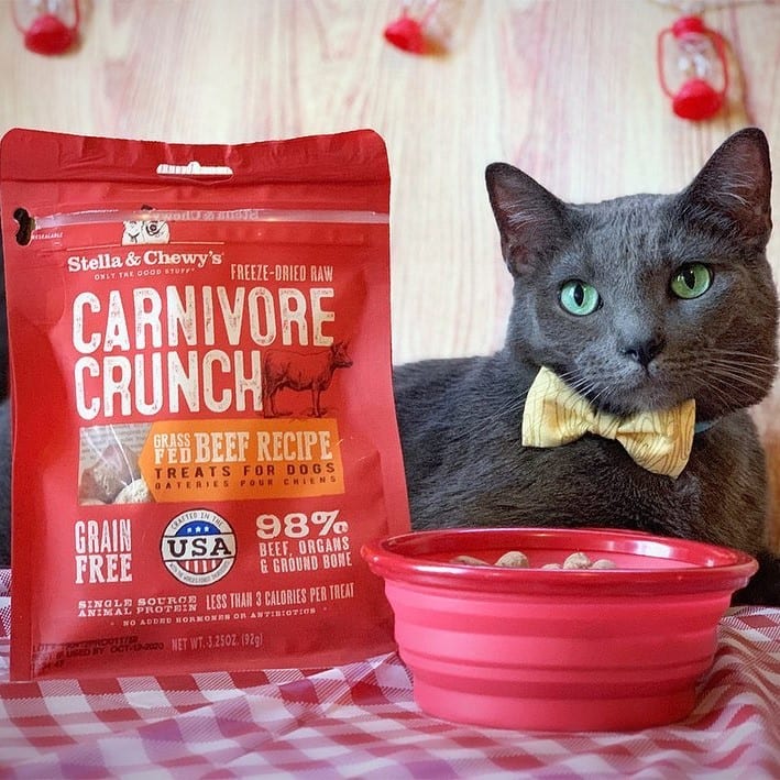 cat in bowtie with Carnivore Crunch Beef Recipe