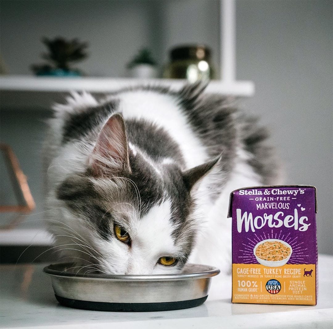 gray and white cat enjoying some Marvelous Morsels Turkey Recipe