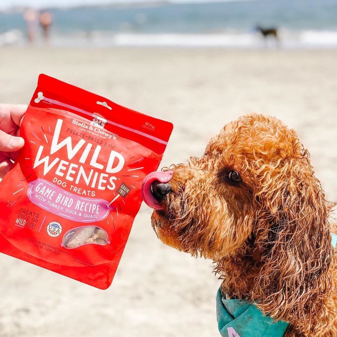 dog on the beach with Wild Weenie Game Bird Recipe