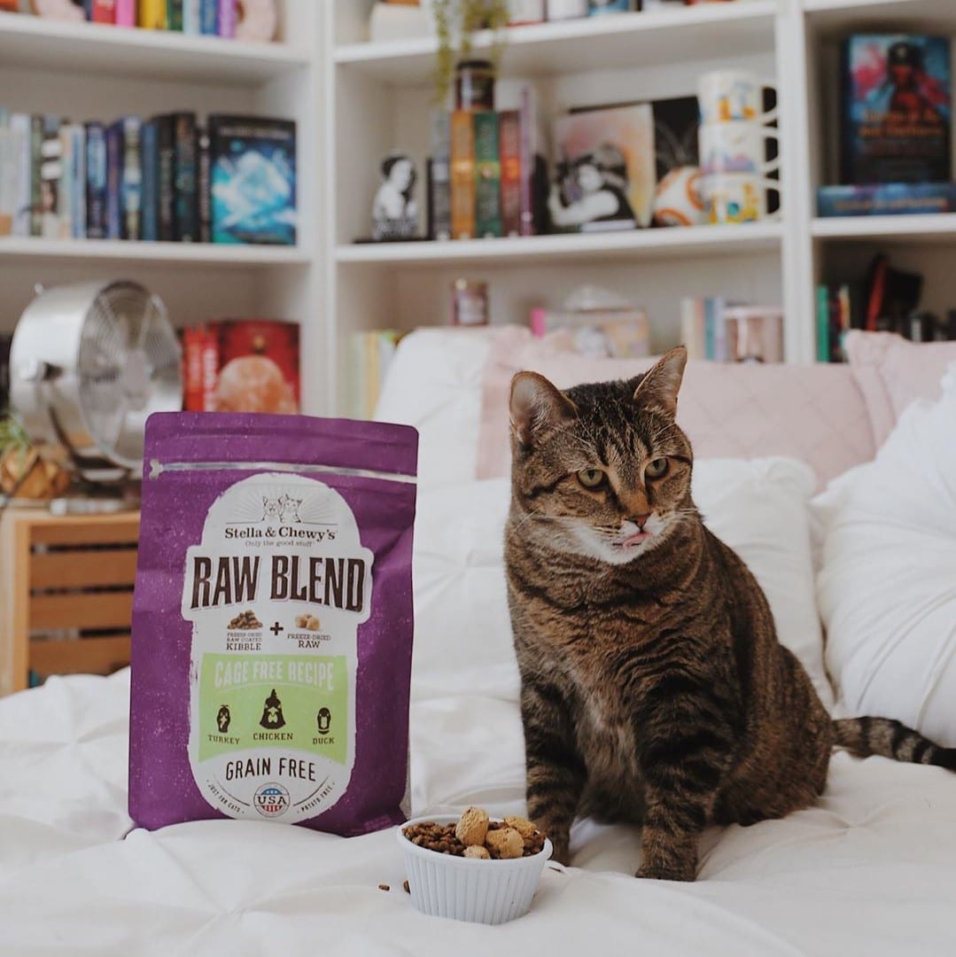 Cat laying on fluffy bed with food bowl and Raw Blend Cage Free Recipe