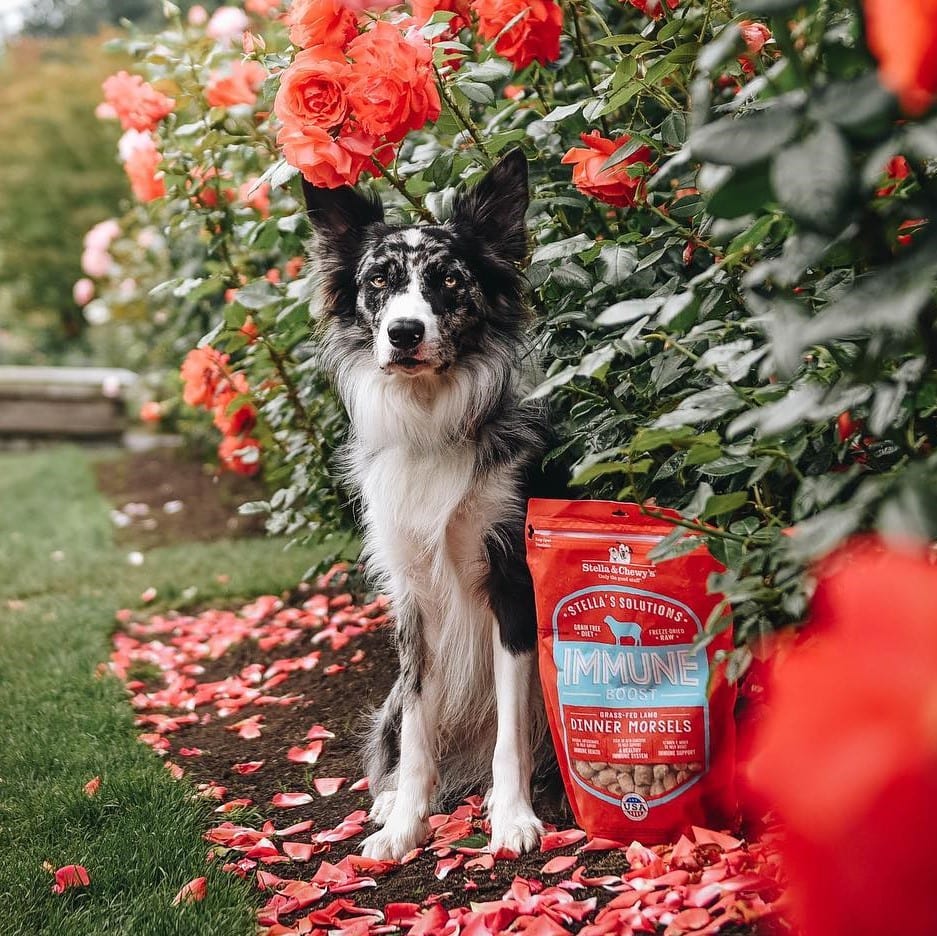 Dog with bag of Stella’s Solutions Immune Support