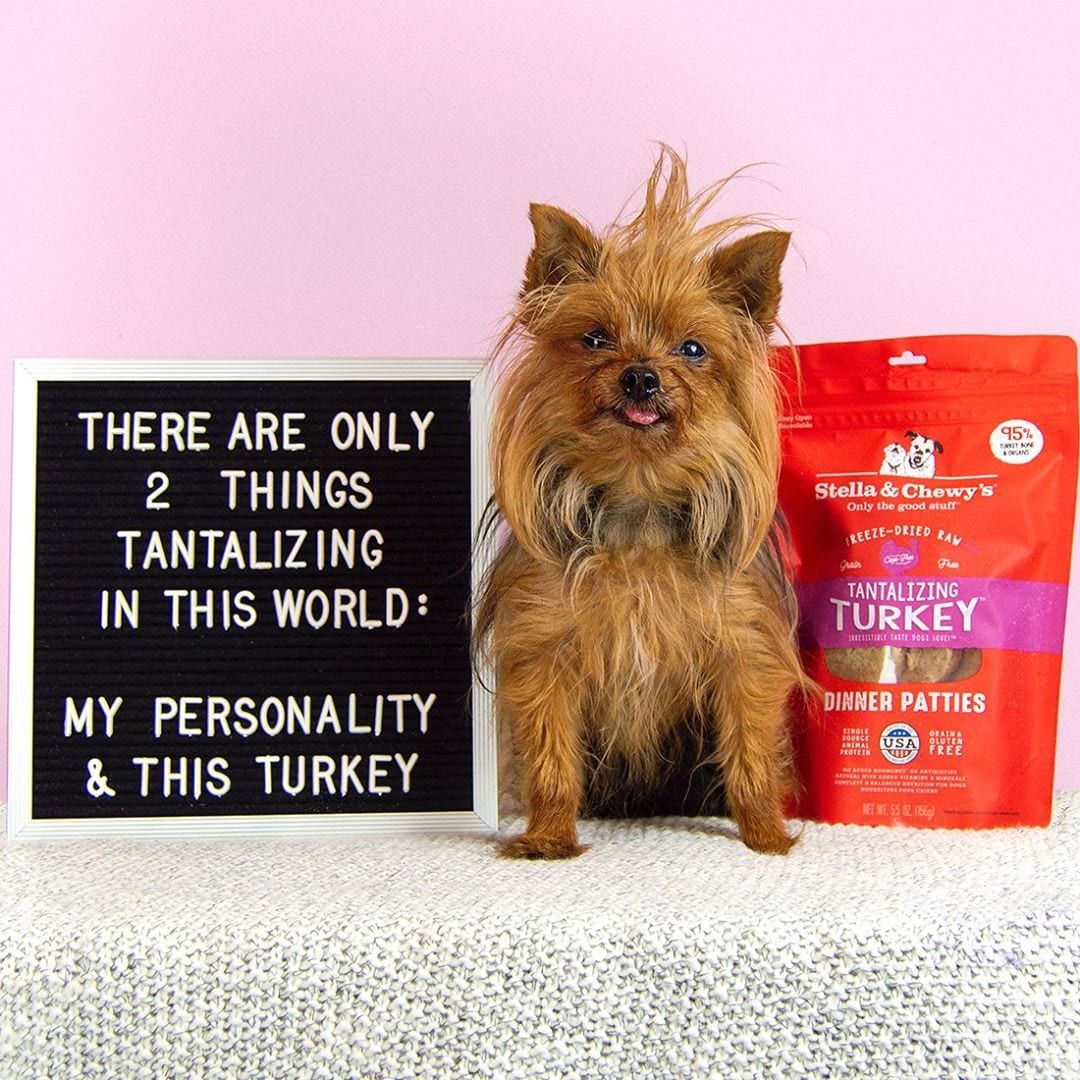 small dog with sign and bag of Tantalizing Turkey Freeze-Dried Raw Dinner Patties