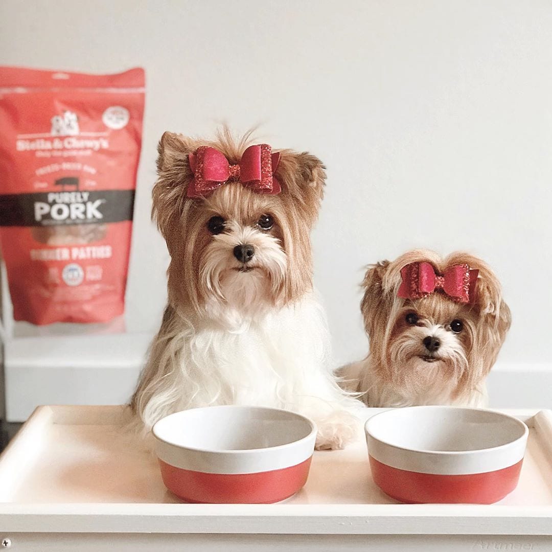 two dogs with food bowls and bag of Purely Pork Freeze-Dried Raw Dinner Patties