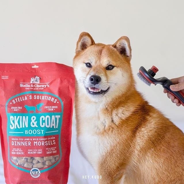 dog with Stella’s Solutions Skin and Coat Boost