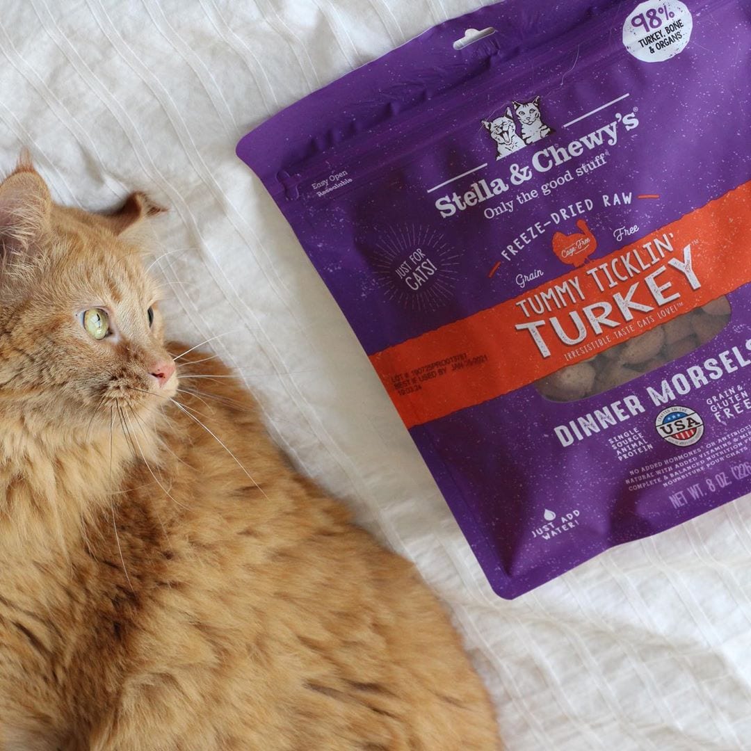 cat gazing at a bag of Tummy Ticklin' Turkey Freeze-dried Raw Dinner Morsels