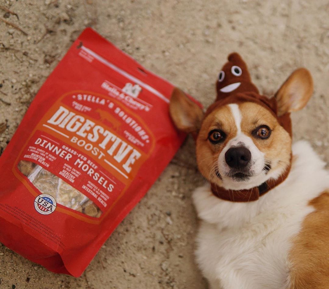 Dog posing with bag of Stella’s Solutions Digestive Support