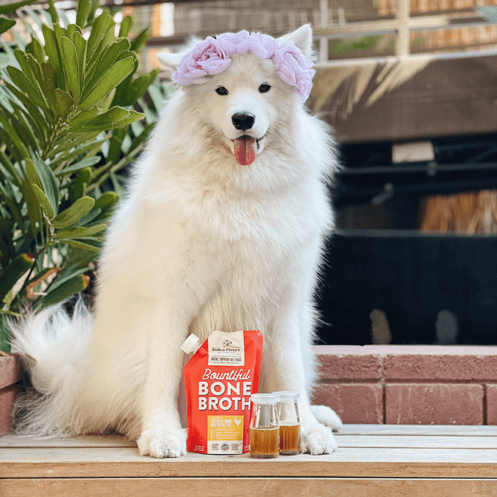 White dog with flower crown posing with Bountiful Bone Broth