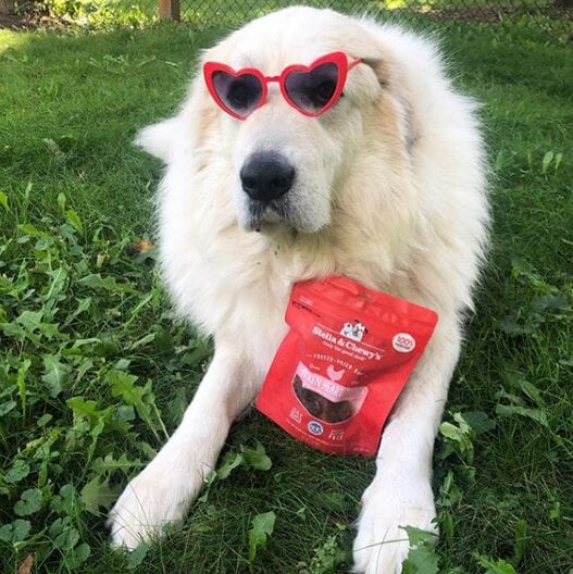 white dog in heart shaped sunglasses posing with Chicken Heart Treats