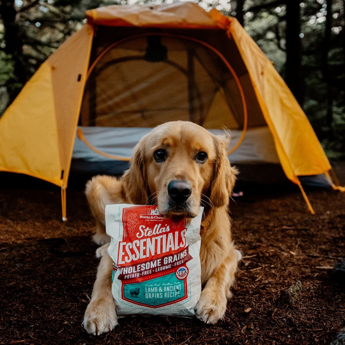 dog in front of a tent with Stella's Essentials Wholesome Grains Lamb and Ancient Grains Recipe