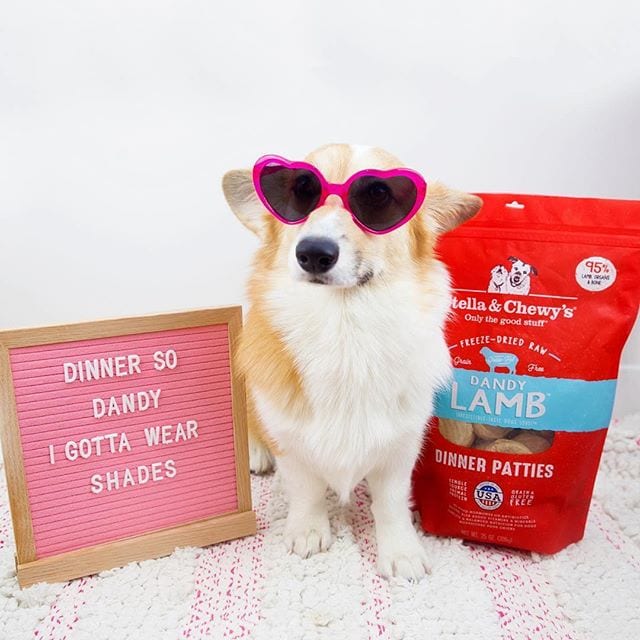 corgi in pink heartshaped sunglasses with bag of Dandy Lamb Freeze-Dried Raw Dinner Patties