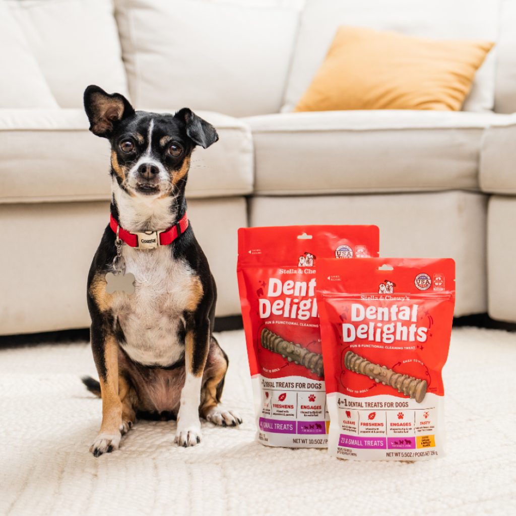 Chihuahua sitting next to extra small dental delights packages