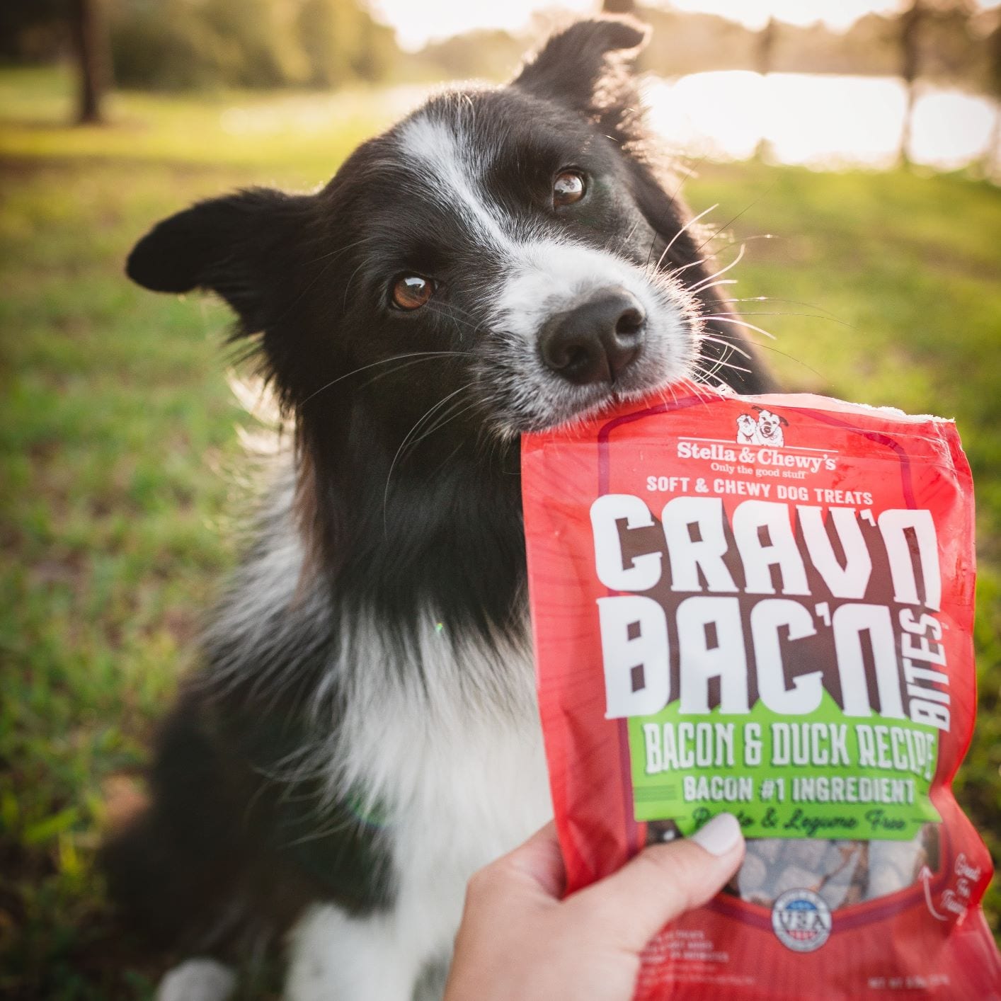 black and white dog trying to steal a bag of Crav'n Bac'n Bacon and Duck Recipe Treats