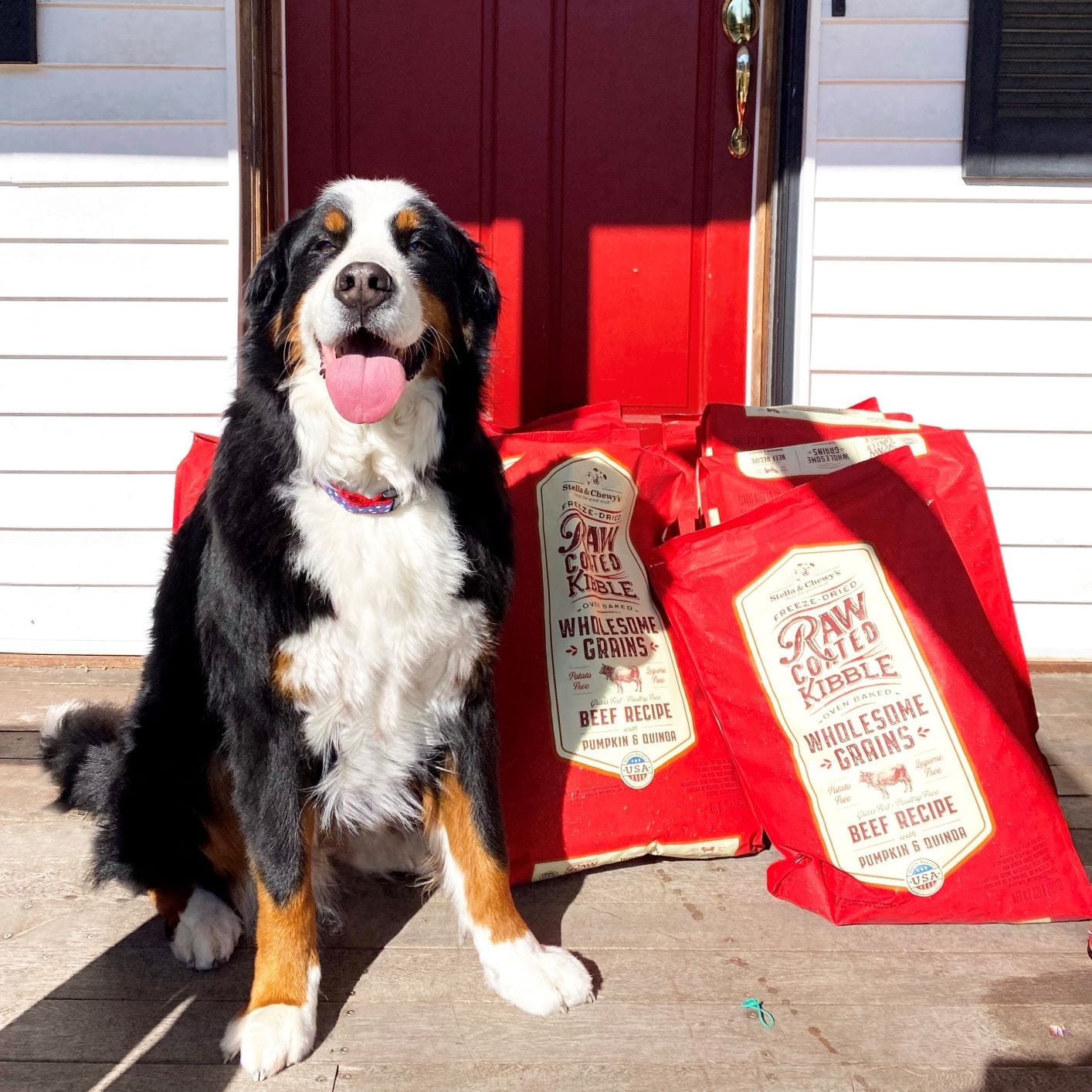 Bernese Mountain Dog with bags of Beef Recipe with Pumpkin & Quinoa Raw Blend Baked Kibble Wholesome Grains