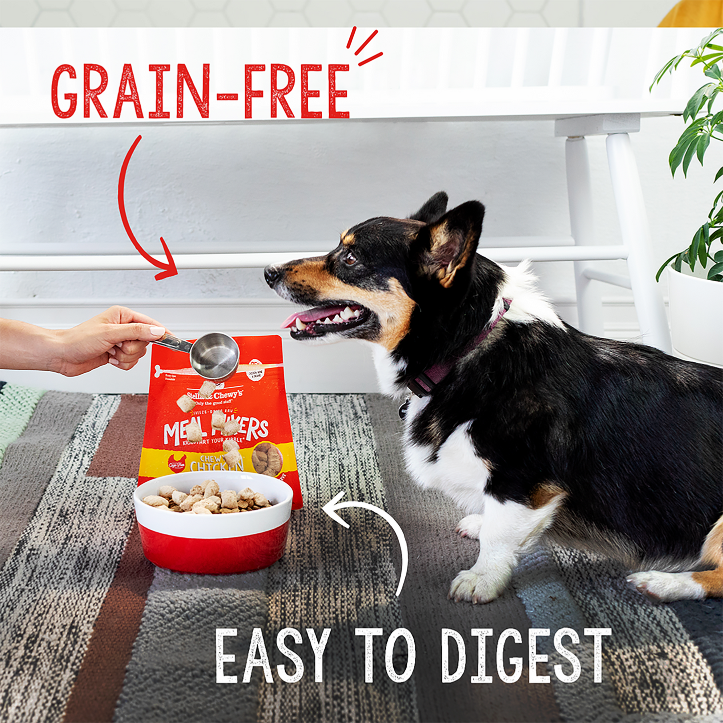 GRAIN-FREE | EASY TO DIGEST