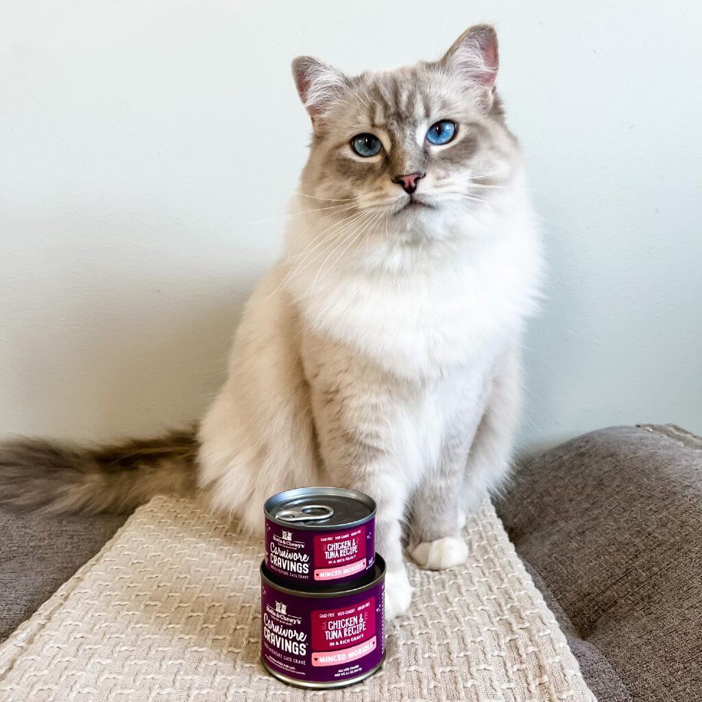 light gray cat with cans of carnivore cravings chicken and tuna recipe minced morsels