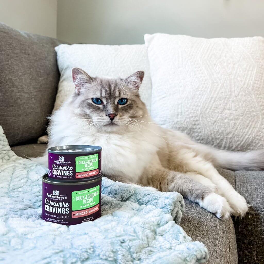 Light grey cat laying with cans of carnivore cravings duck and chicken recipe minced morsels