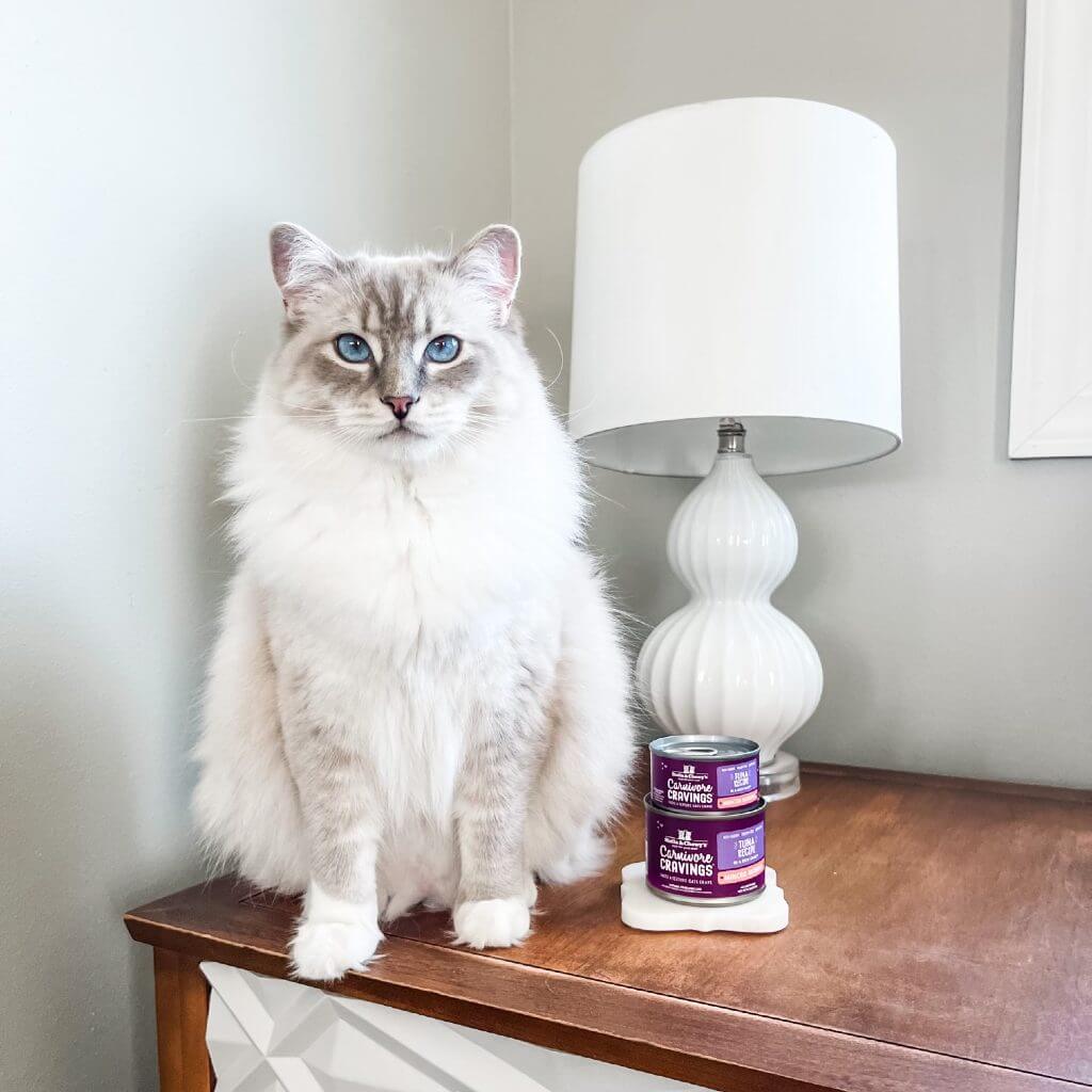 light grey cat posing with two cans of Carnivore Cravings