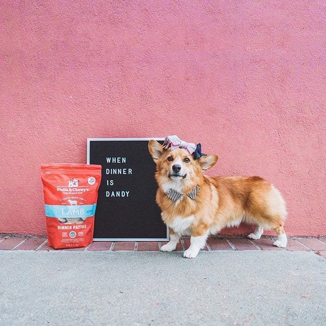 corgi posing with bag of Dandy Lamb Freeze-Dried Raw Dinner Patties