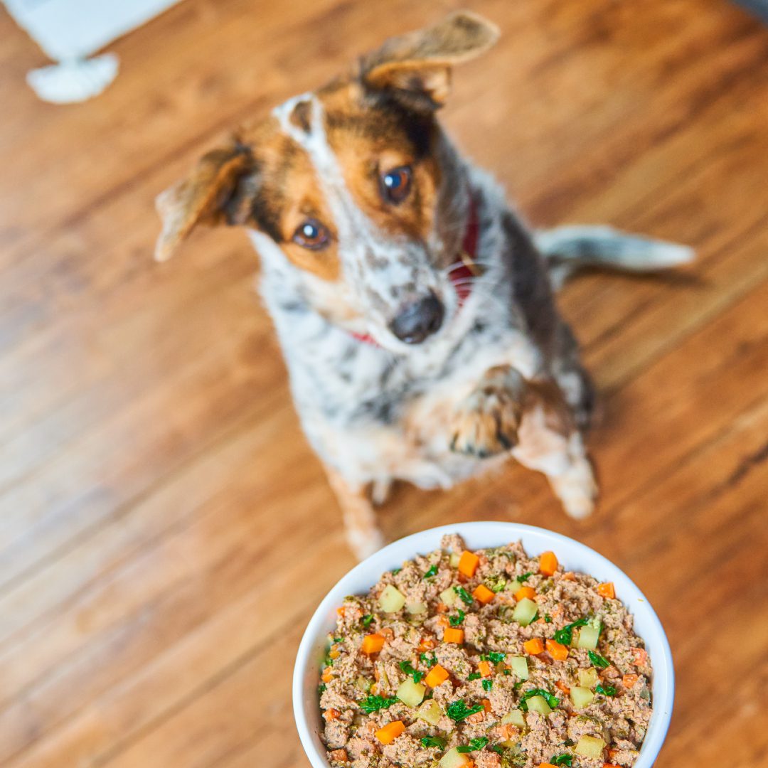 Tri-colored dog with paw in the air with a bowl of FreshMade - no peas