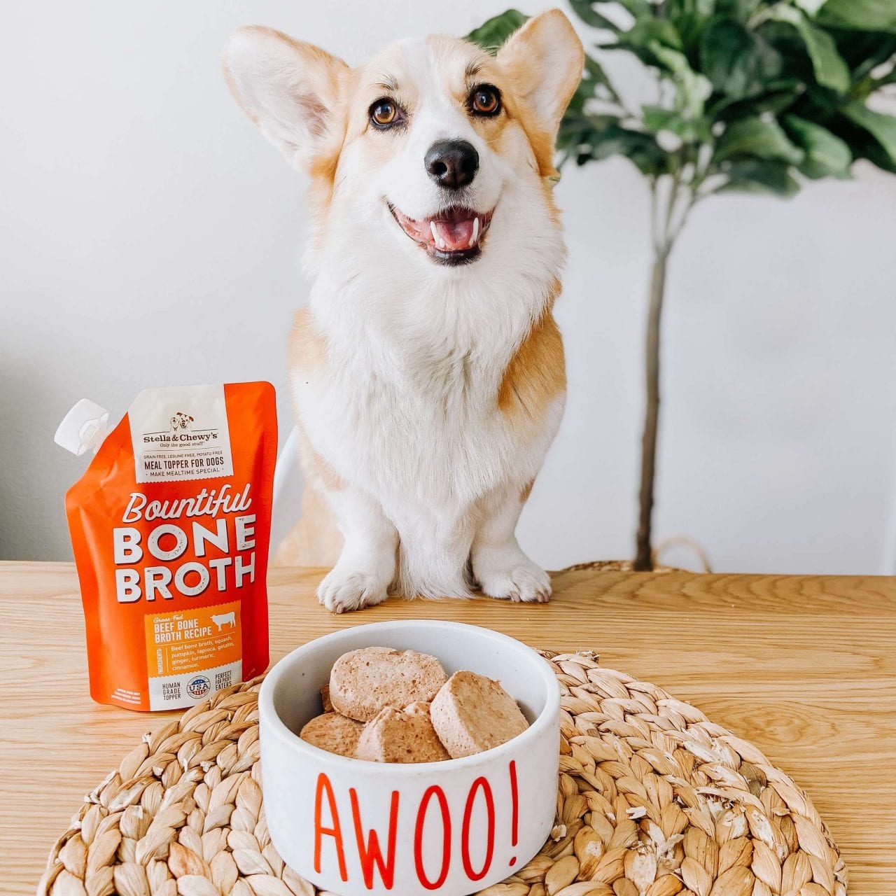 Corgi posing with bowl of dinner patties and pouch of Bountiful Bone Broth Beef Recipe