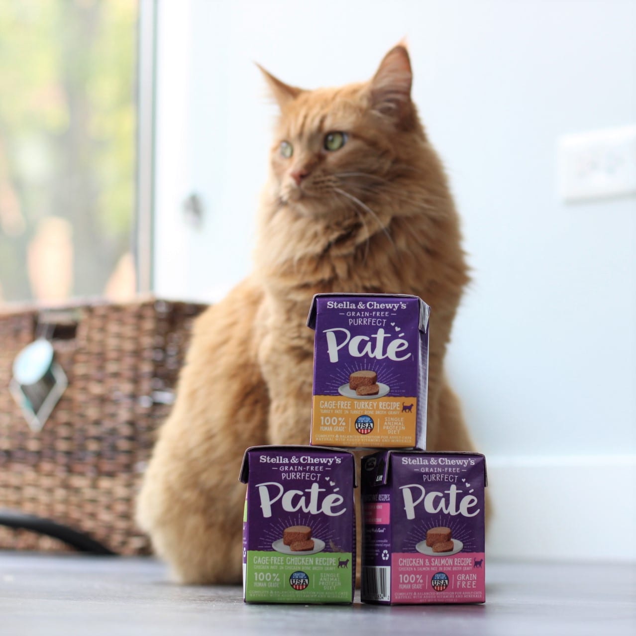 long haired orange cat posing with various packages of Purrfect Pate