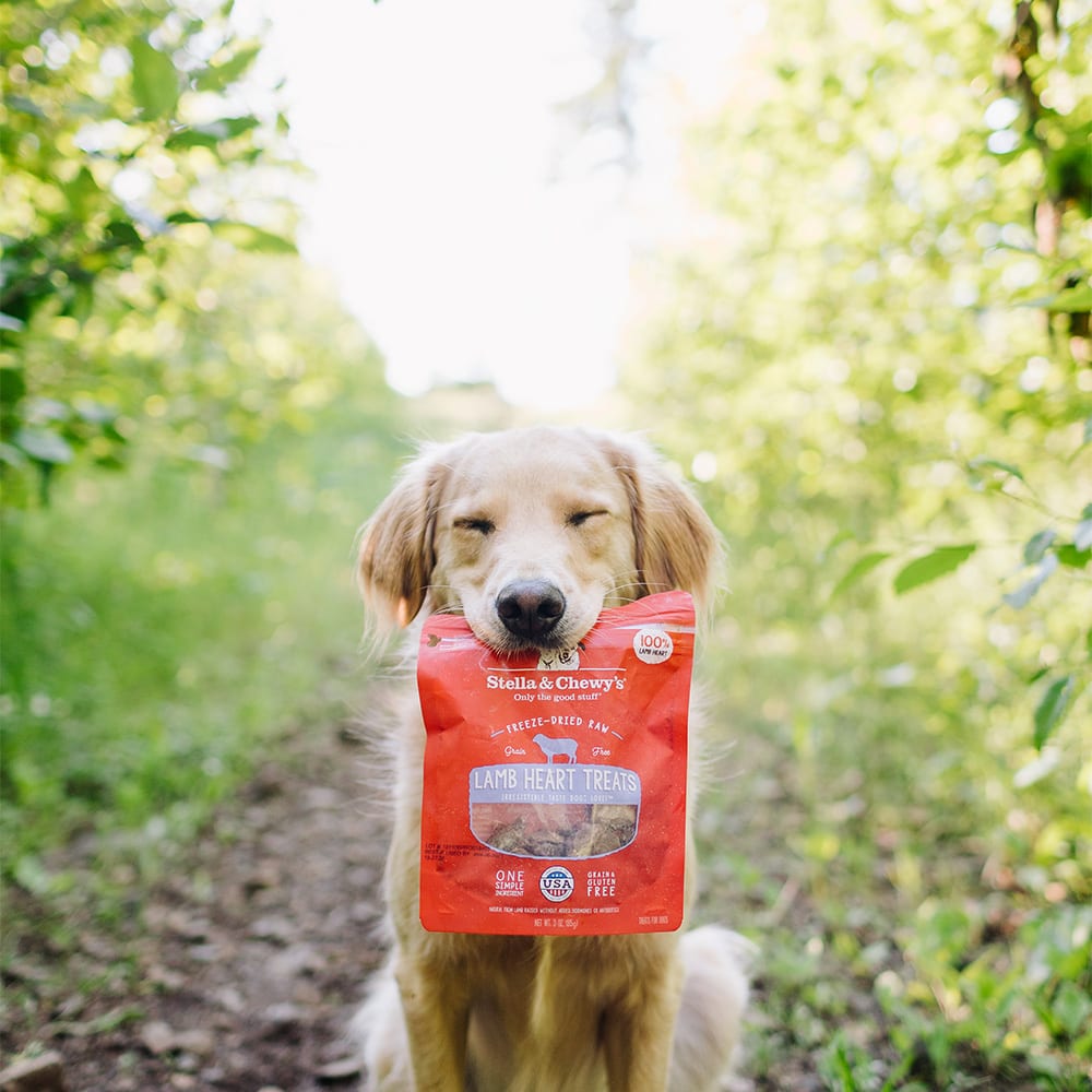 Golden Retriever posing with Lamb Heart Treats