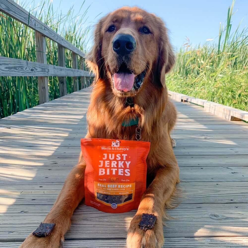 Golden retriever laying with a just jerky bite on each front paw