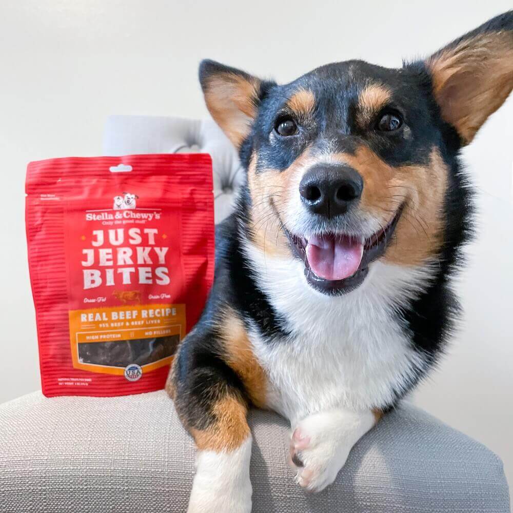 happy corgi with a bag of Just Jerky Bites Real Beef Recipe