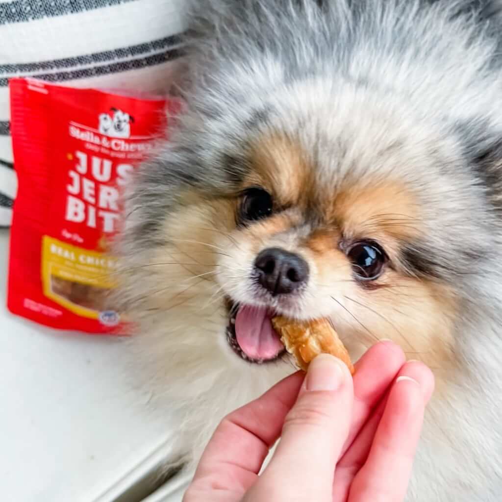 pomeranian enjoying a chicken just jerky bite