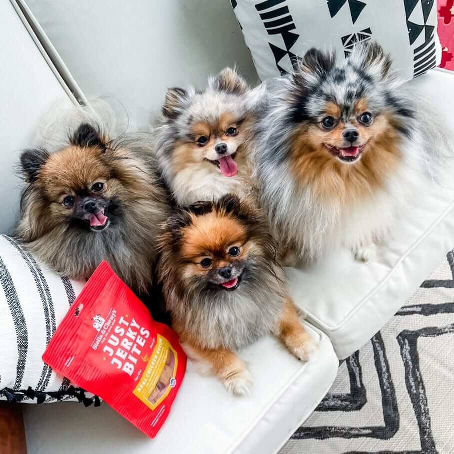 four happy Pomeranians on a couch with a bag of Just Jerky Bites