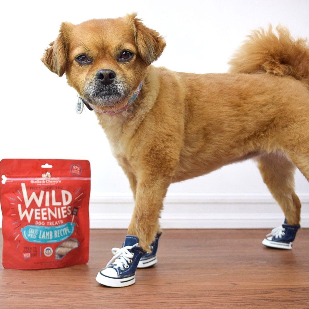 Dog wearing converse with bag of Wild Weenie Lamb Recipe