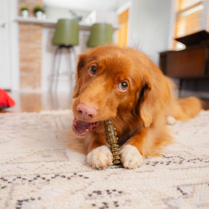 Duck Toller Dog laying and chewing on medium dental delights treat