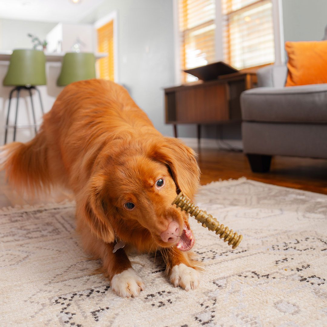 Duck Toller Dog attempting to catch a dental delights treat