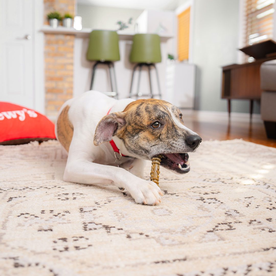 medium dog chewing on dental delights treat