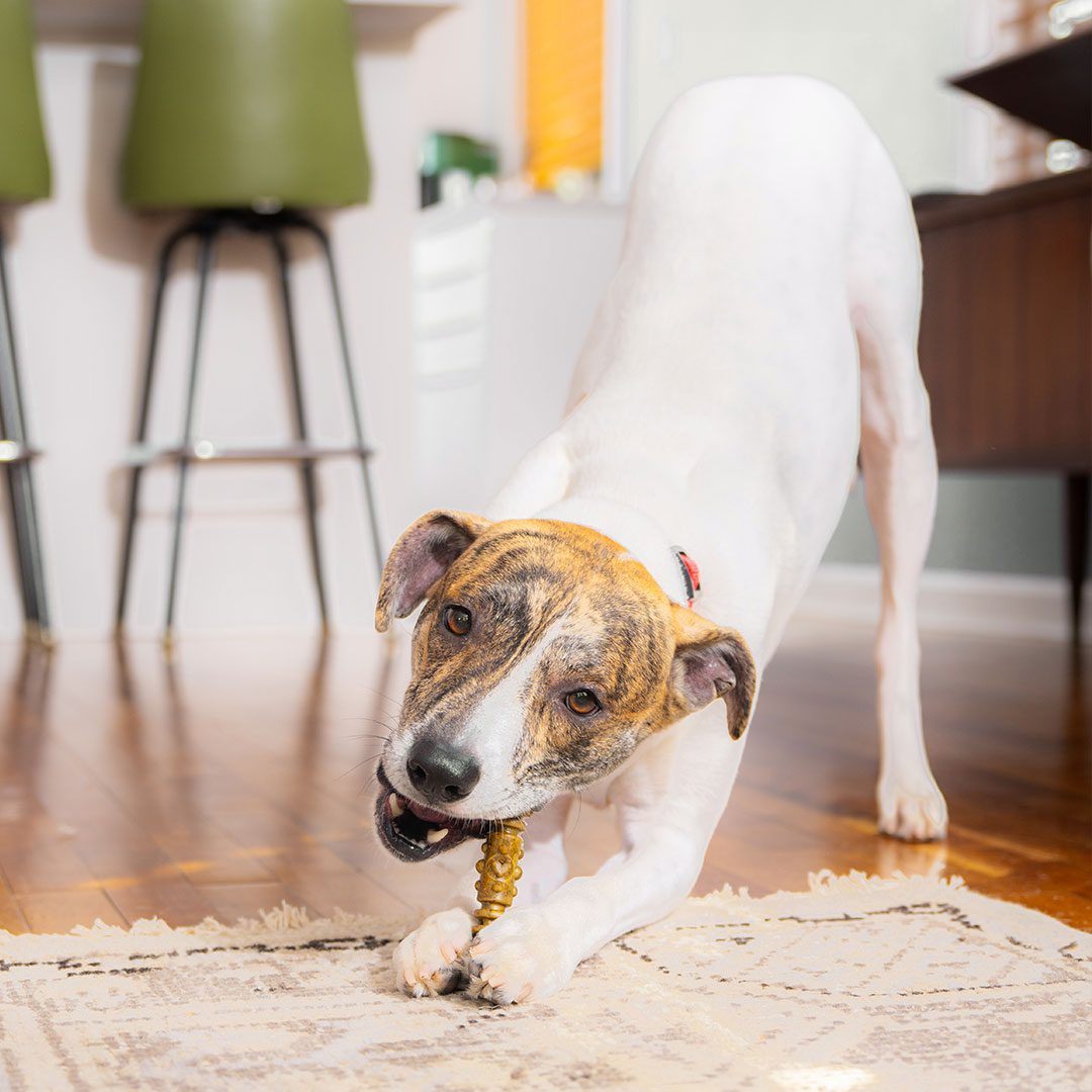 medium dog standing while chewing on medium dental delight treat