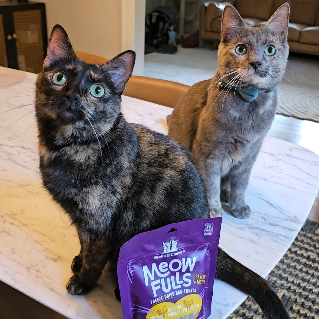 Two cats on a white countertop with Meowfulls Freeze-Dried Raw Cat Treats | Chicken & Chicken Liver Recipe