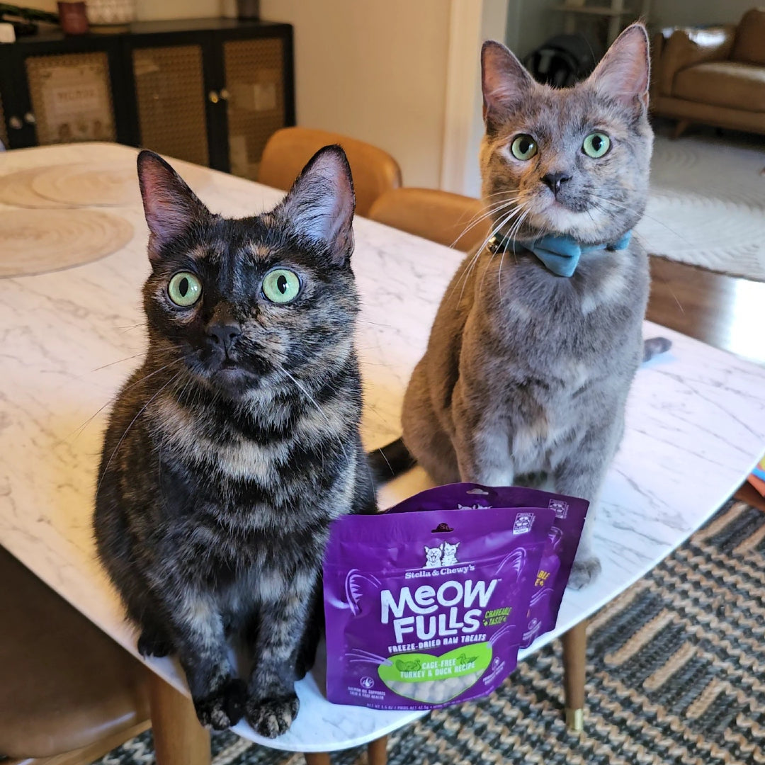 Two cats on a white countertop with Meowfulls Freeze-Dried Raw Cat Treats | Turkey & Duck Recipe