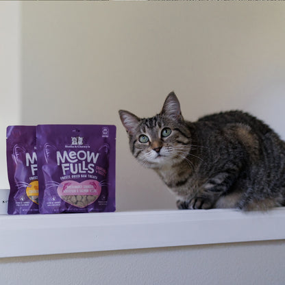 Gray cat perched on ledge with Meowfulls Freeze-Dried Raw Cat Treats